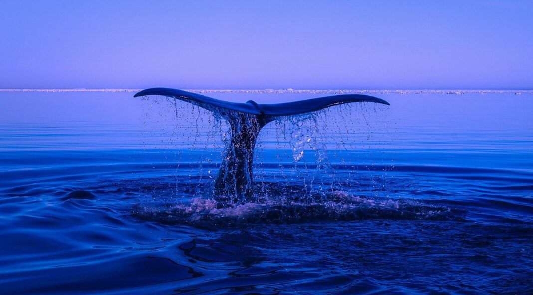 SHIB whale